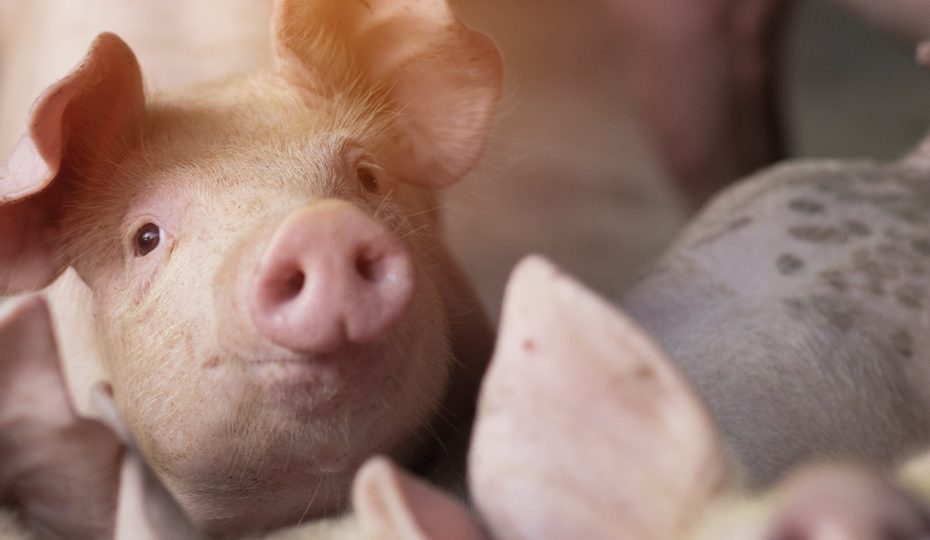 São utilizados hormônios de crescimento na produção de suínos?