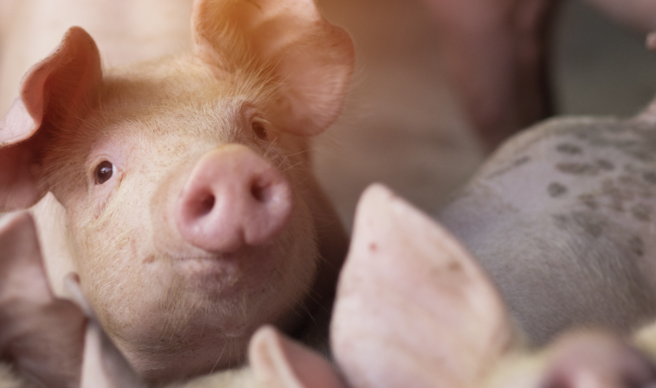 São utilizados hormônios de crescimento na produção de suínos?
