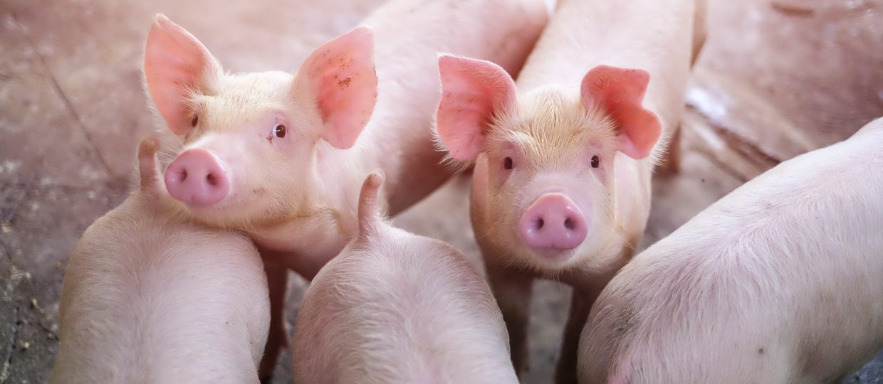 Como o bem-estar animal influencia na qualidade da carne?