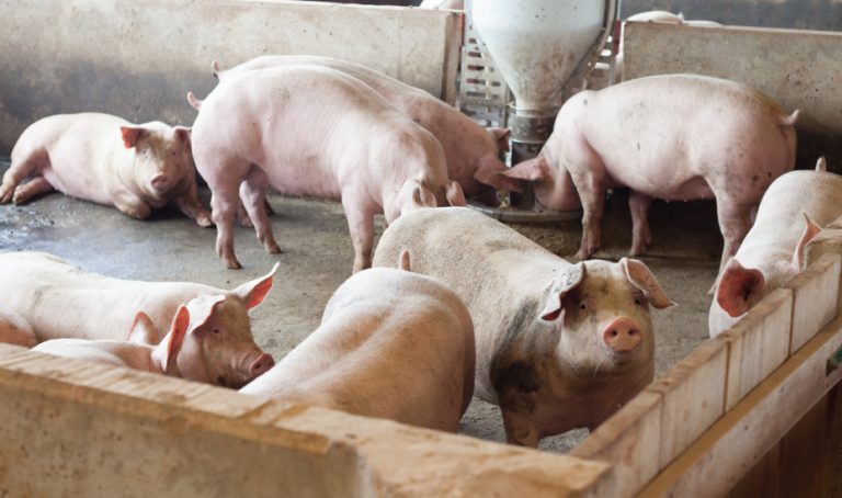 Porque a carne de porco ainda é mal vista?