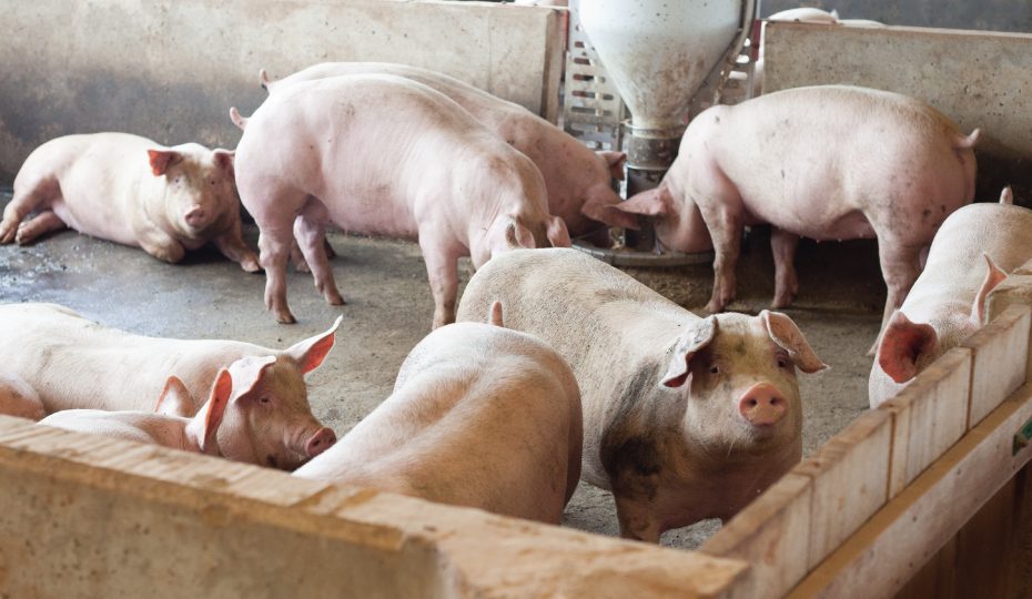 Porque a carne de porco ainda é mal vista?