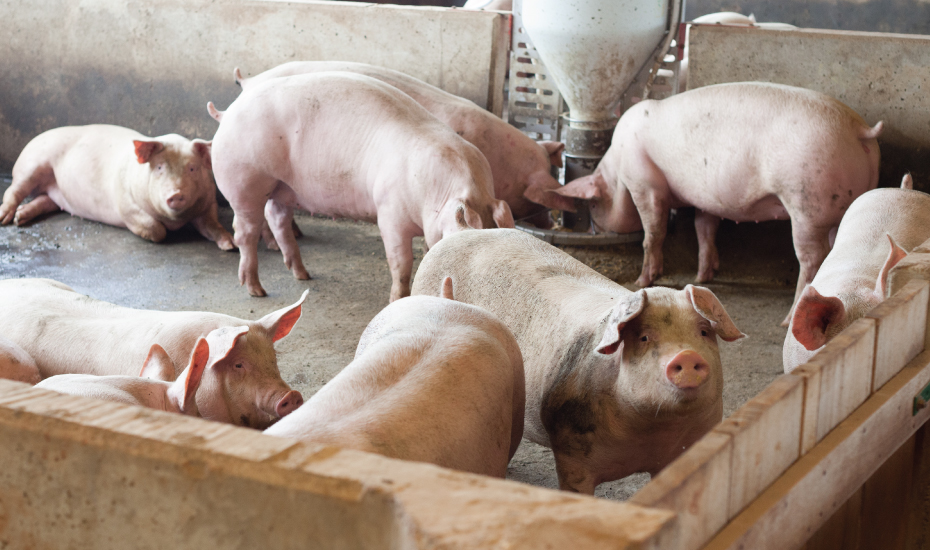 Porque a carne de porco ainda é mal vista?